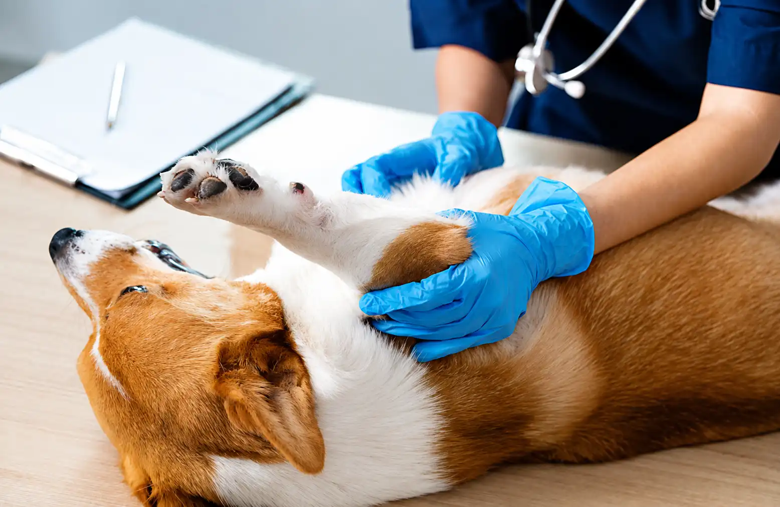 Is It Normal for My Dog to Limp After Vaccines?