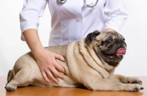 What Does a Vet Check-Up Consist Of - Westmount Animal Clinic What Does a Vet Check-Up Consist Of?