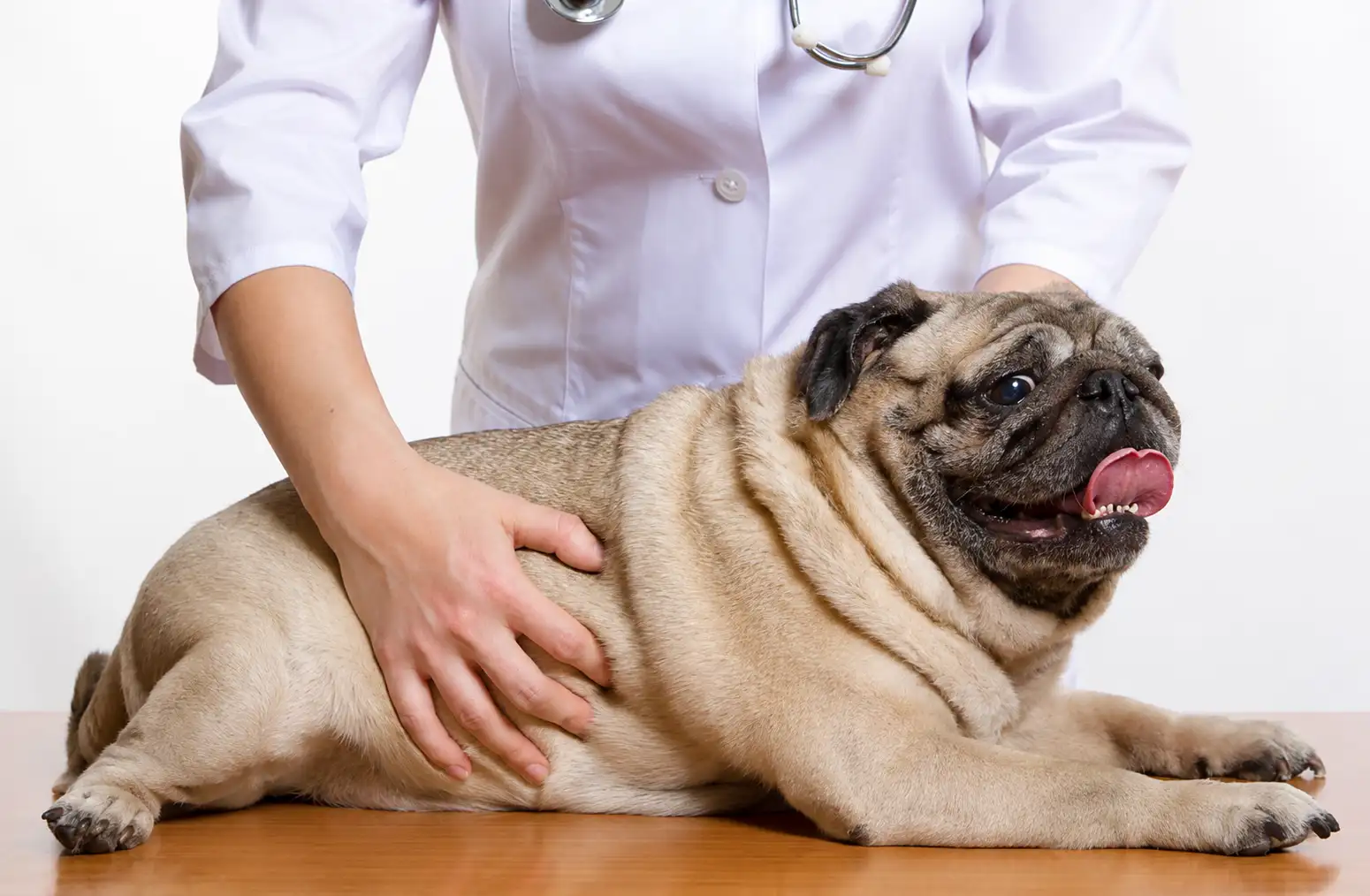 What Does a Vet Check-Up Consist Of?