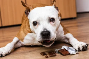 What to Do After Your Dog Ate Chocolate - Westmount Animal Clinic What to Do After Your Dog Ate Chocolate?