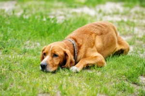 When Is Vomiting an Emergency in Dogs - Westmount Animal Clinic When Is Vomiting an Emergency in Dogs?