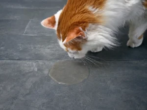 Why Is My Cat Vomiting Clear Liquid - Westmount Animal Clinic Why Is My Cat Vomiting Clear Liquid?