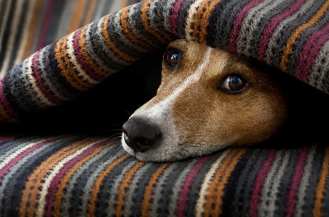 What Are the Signs That Your Dog Is in Pain?