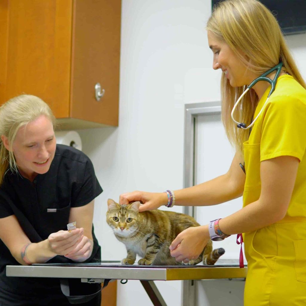 Animal Hospital In Calgary, Westmount Animal Clinic1