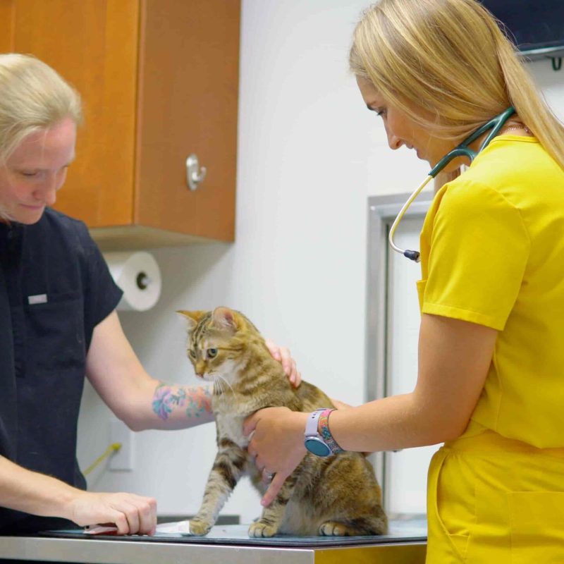 Animal Hospital In Calgary, Westmount Animal Clinic11