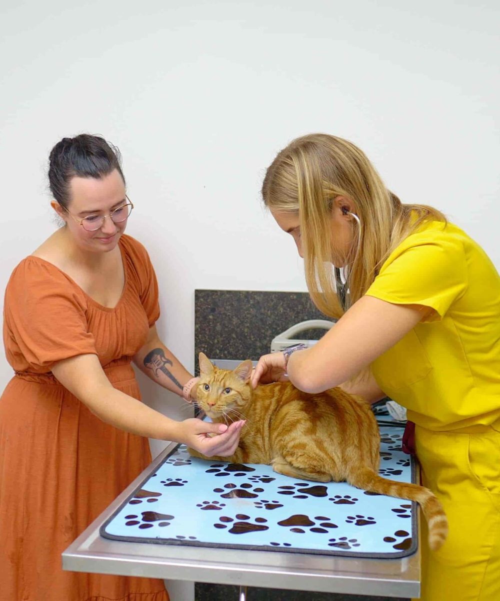 Animal Hospital In Calgary, Westmount Animal Clinic3