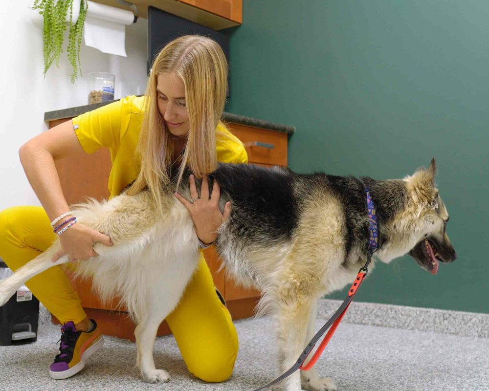 Kensington Vet Clinic, Westmount Animal Clinic 52