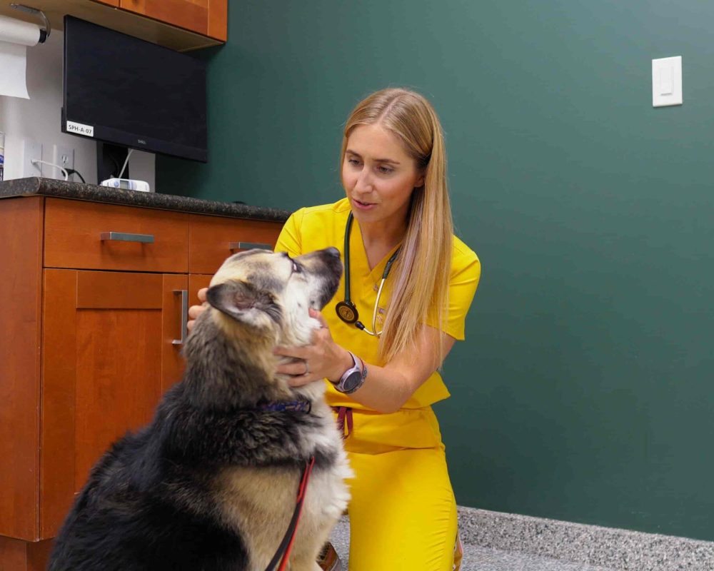 Pet Hospital in Calgary, Westmount Animal Clinic 10