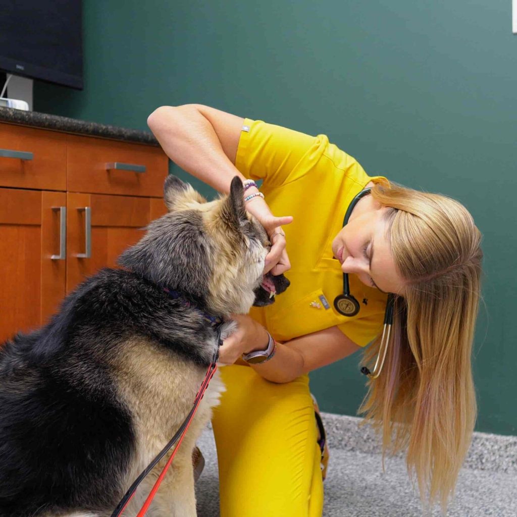 Emergency Pet Hospital in Calgary, Westmount Animal Clinic 11