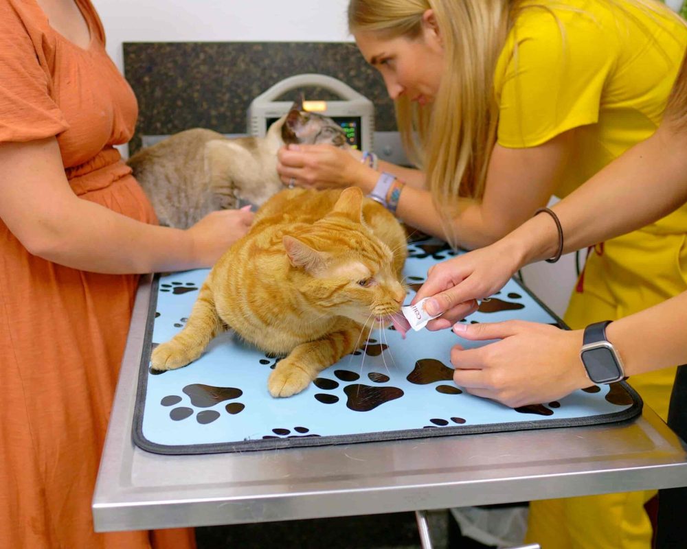 Vet Near Me, Westmount Animal Clinic4
