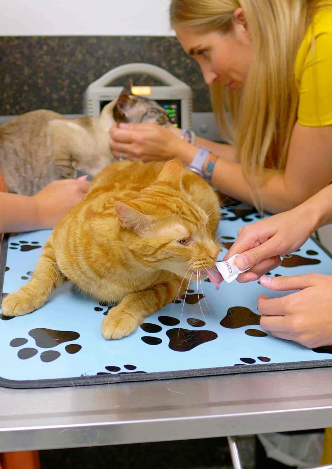 Vet Near Me, Westmount Animal Clinic4