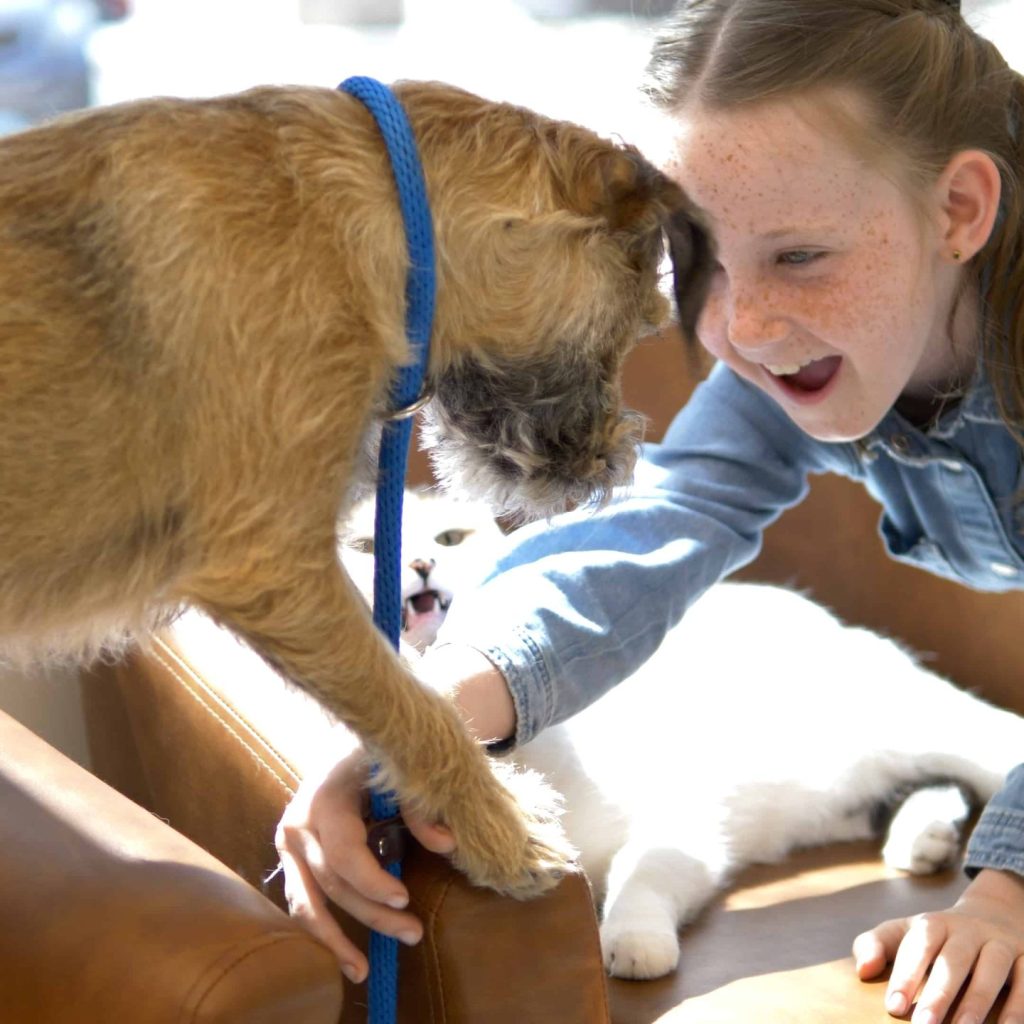 Senior Pet Care in SW Calgary