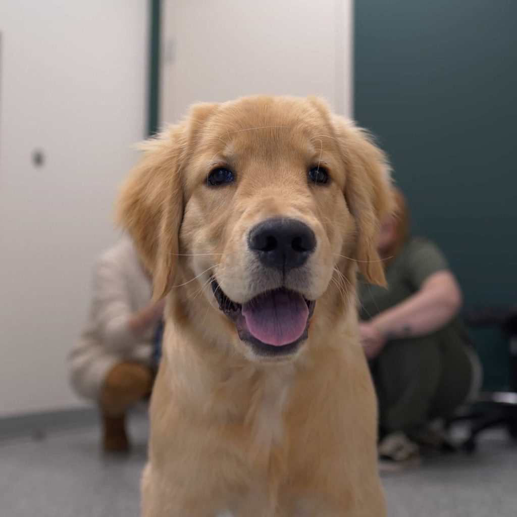 Kensington Veterinary Clinic, Westmount Animal Clinic
