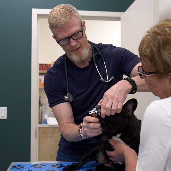 Diagnostic and Treatment Services for Pets in Calgary