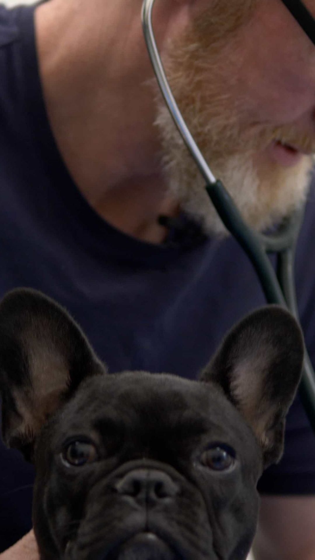 Emergency & Same-Day Appointments West Springs Pet Hospital