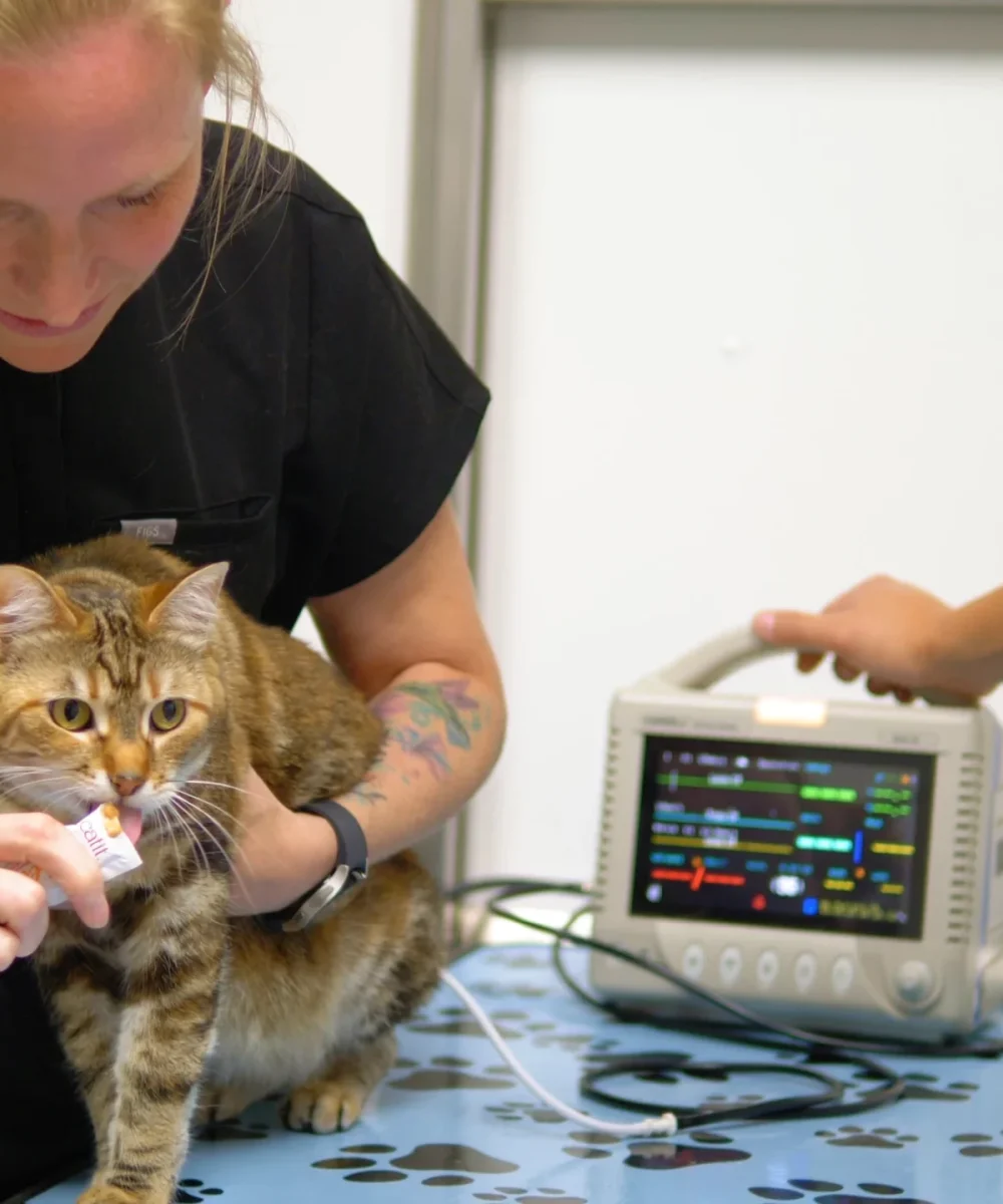 Westsprings-Vet-Clinic-0925_072-scaled-1.webp